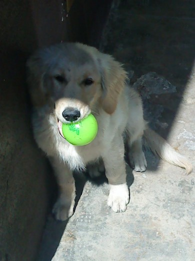 Jugando con su pelota 